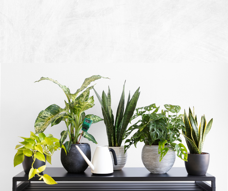 Why it's great to own indoor plants (and the top ones that clean your air!)